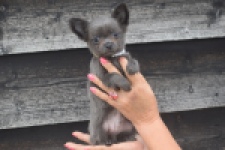 Chihuahua (reu) 04250