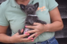 Chihuahua (reu) 04250