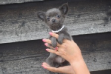 Chihuahua (reu) 04250