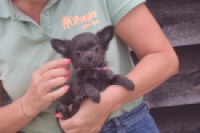 Chihuahua (reu) 04242