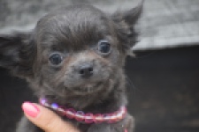 Chihuahua (reu) 04242