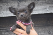 Chihuahua (reu) 04242
