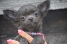 Chihuahua (reu) 04242