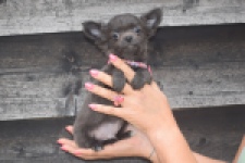 Chihuahua (reu) 04242