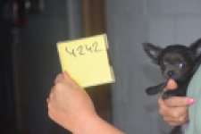 Chihuahua (reu) 04242