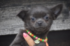 Chihuahua (reu) 04254