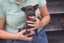 Chihuahua (reu) 04254