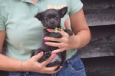 Chihuahua (reu) 04254