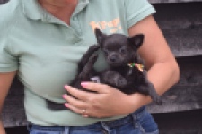 Chihuahua (reu) 04254
