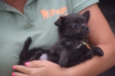 Chihuahua (reu) 04254