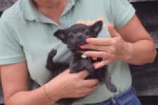 Chihuahua (reu) 04254