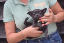 Chihuahua (reu) 04254