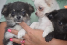 Chihuahua (reu) 03813
