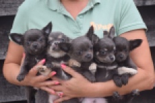 Chihuahua (reu) 04254