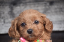 Maltipoo (reu) 87047