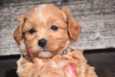 Maltipoo (teef) 86858