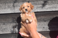 Maltipoo (teef) 86858