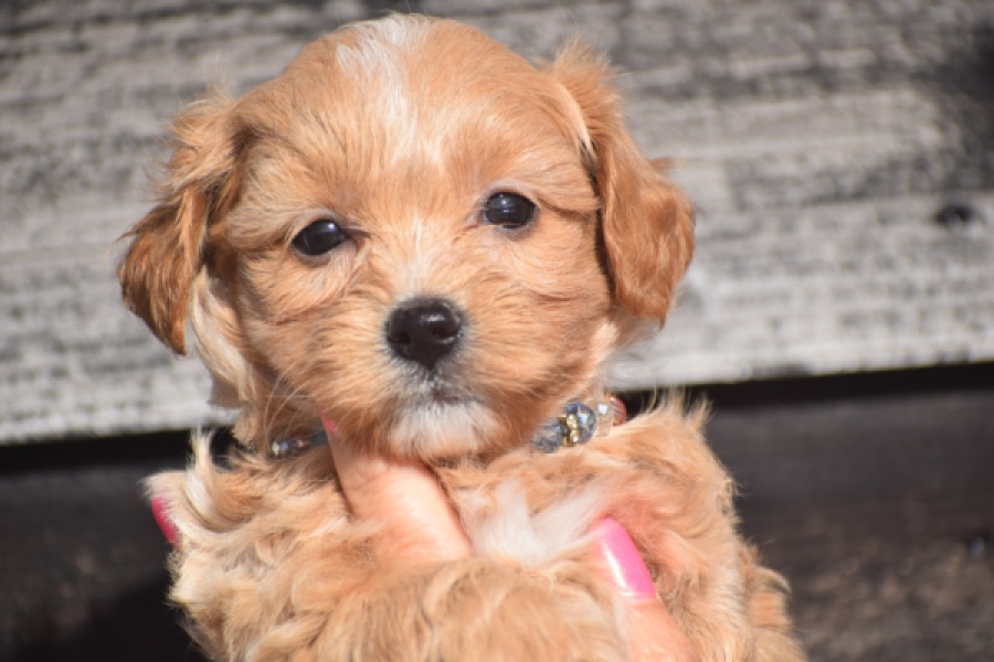 Maltipoo (teef) 86858