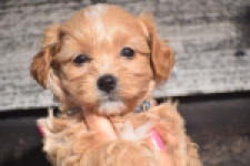 Maltipoo (teef) 86858