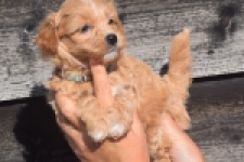 Maltipoo (teef) 86858