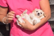 Maltipoo (teef) 88948