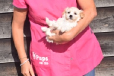 Maltipoo (teef) 88948