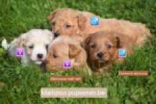 Maltipoo (teef) 86858