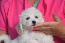 Maltipoo (reu) 29284