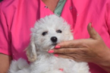 Maltipoo (reu) 29284