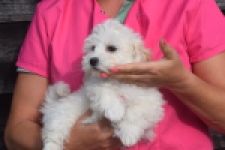 Maltipoo (reu) 29284