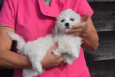 Maltipoo (reu) 29284