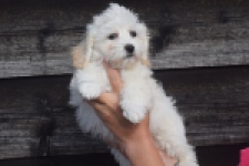 Maltipoo (reu) 29284