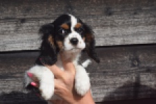 Cavalier King Charles Spaniel (reu) 03238