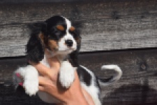 Cavalier King Charles Spaniel (reu) 03238