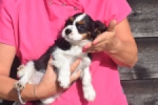 Cavalier King Charles Spaniel (reu) 03238