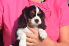 Cavalier King Charles Spaniel (reu) 03238
