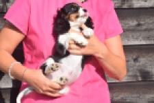 Cavalier King Charles Spaniel (reu) 03238