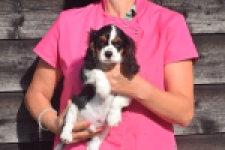 Cavalier King Charles Spaniel (reu) 03238
