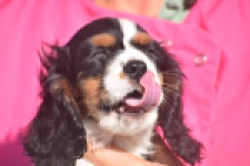 Cavalier King Charles Spaniel (reu) 03238