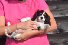Cavalier King Charles Spaniel (reu) 03238