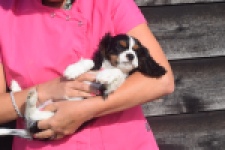 Cavalier King Charles Spaniel (reu) 03238