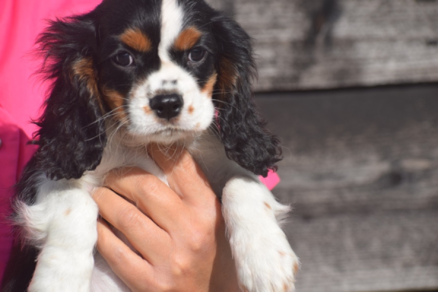 Cavalier King Charles Spaniel (reu) 03238