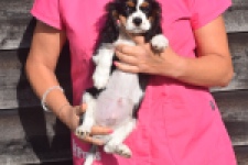 Cavalier King Charles Spaniel (reu) 03238