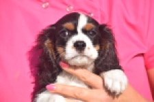Cavalier King Charles Spaniel (reu) 03238