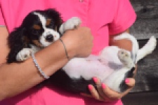 Cavalier King Charles Spaniel (reu) 03238