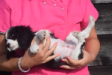 Cavalier King Charles Spaniel (reu) 03238