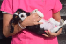 Cavalier King Charles Spaniel (reu) 03238