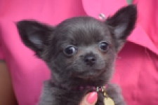 Chihuahua (reu) 04250