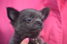 Chihuahua (reu) 04250