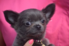 Chihuahua (reu) 04250